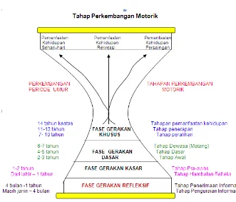 Gambar 4 Tahap Perkembangan Motorik 