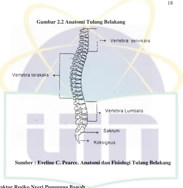 Gambar 2.2 Anatomi Tulang Belakang 