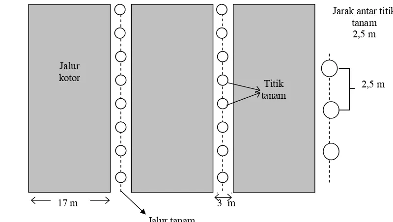 Gambar 1.  Metode Penanaman dalam Sistem Silvikultur Tebang Pilih Tanam 