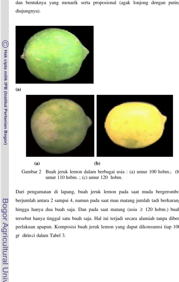 Gambar 2   Buah jeruk lemon dalam berbagai usia : (a) umur 100 hsbm.;  (b)  umur 110 hsbm