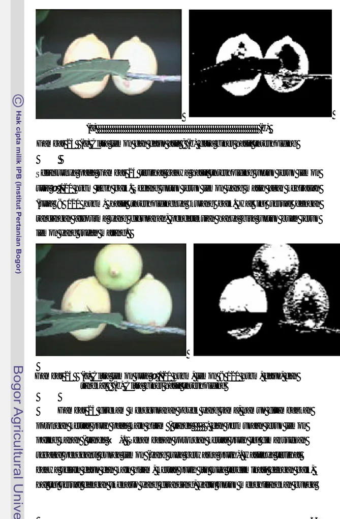 Gambar 23  (a) Citra lemon dan daun asli ; (b) citra biner hasil thresholding    