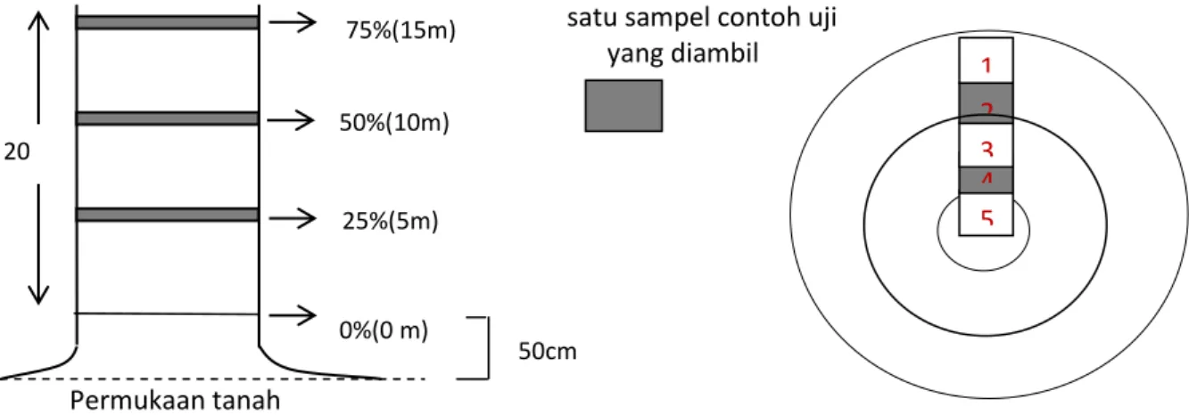 Gambar 1 dan 2. Pola pembagian batang  arah  aksial  dan  arah  radial  kayu  kelapa  2