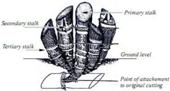 Gambar 1. Urutan pertumbuhan batang tebu dari potongan tebu yang terdapat di bawah  permukaan tanah (Humbert 1968) 
