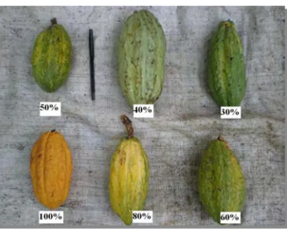 Gambar 2. Tingkat Kemasakan Buah 