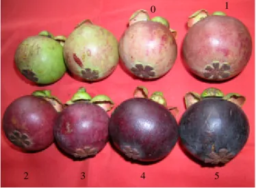 Gambar 1  SNI untuk indeks kematangan buah manggis. 
