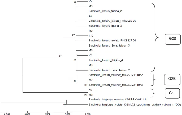 Gambar 3. Pohon Filogeni Sardinella lemuru. Menggunakan Sekuen Gen COI. Konstruksi Pohon Filogeni  Berdasarkan Algoritma Neighbor Joining Tree Dengan Model Evolusi K2P   (Bootstrap  1000x  Pengulangan) 
