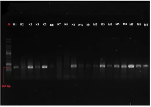 Gambar 1. Hasil Amplifikasi Gen Coi Sardinella Lemuru Pada Gel Agarosa 1,5% 