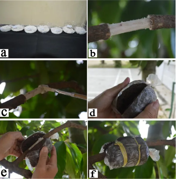 Gambar 7. (a) siapkan pasta sesuai dengan perlakuan (b) Cabang yang telah  dipilih kemudian dikerat pada dua bagian dan dikupas kulitnya (c)  oleskan pasta dengan menggunakan kuas pada bagian ujung cabang  yang dikerat (d) plastik media disobek hingga sete
