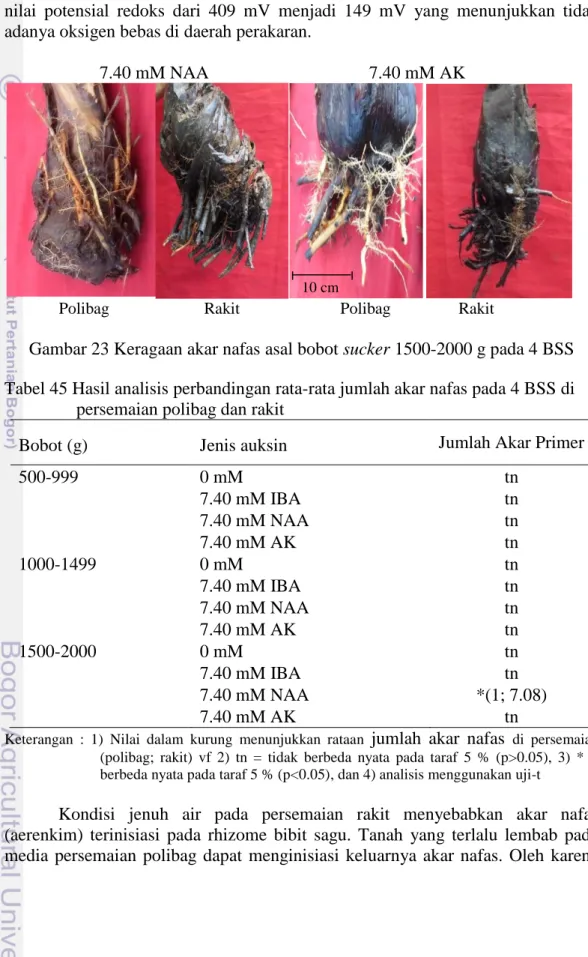 Gambar 23 Keragaan akar nafas asal bobot sucker 1500-2000 g pada 4 BSS  Tabel 45 Hasil analisis perbandingan rata-rata jumlah akar nafas pada 4 BSS di                     persemaian polibag dan rakit 