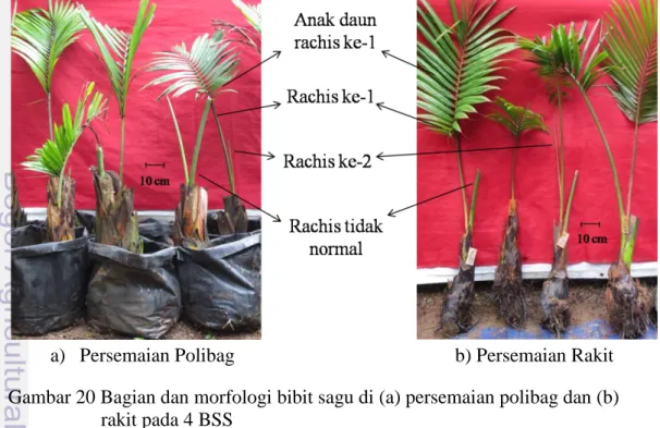 Gambar 20 Bagian dan morfologi bibit sagu di (a) persemaian polibag dan (b)                      rakit pada 4 BSS 