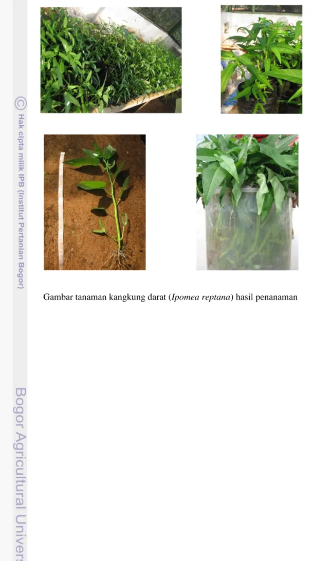 Gambar tanaman kangkung darat (Ipomea reptana) hasil penanaman 