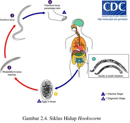 Gambar 2.4. Siklus Hidup Hookworm  Dikutip dari : 