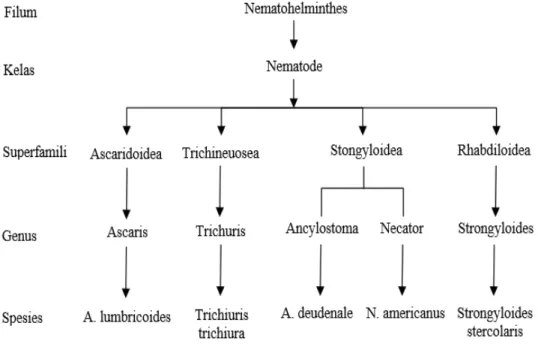 Gambar 2.1. Jenis Soil Transmitted Helminths (STH)  (Soedarto, 1991) 