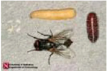 Gambar 2.1 Telur, larva, pupa, dan lalat Musca domestica dewasa  Sumber: http:\www.google.com\Musca domestica_files 