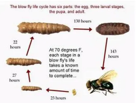 Gambar 2.1 Siklus Hidup Lalat (Sumber: Depkes RI, 2001)