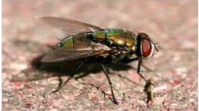 Gambar 2.8 Lalat Hijau (Phenisial)  (sumber: Wikipedia, 2013) 