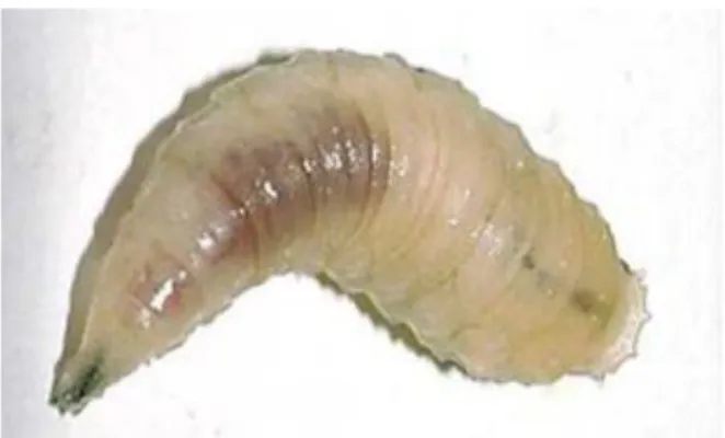 Gambar 2.3 Larva Lalat  (sumber: creatures.ifas.ufl.edu, 2013)  3.  Pupa/kepompong 