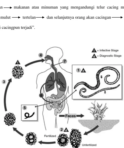 Gambar 2.4 Siklus hidup Ascariasis lumbricoides (Sumber: Samad, 2009)  Penularan  telur  cacing  ke  dalam  tubuh  manusia  dapat  juga  melalui  sayuran  yang di makan mentah (tidak dimasak), dan proses membersihkannya tidak sempurna  juga dapat terjadi, 
