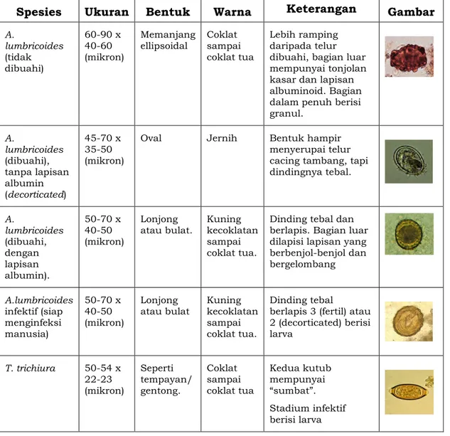 Tabel 2. Karakteristik Telur Cacing yang Ditularkan Melalui Tanah  Spesies  Ukuran  Bentuk  Warna  Keterangan   Gambar 