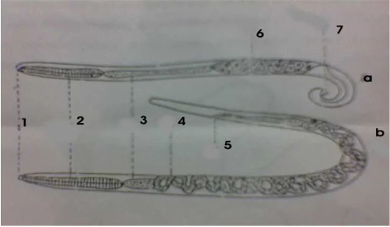 Gambar 1 : morfologi cacing dewasa A.  Lumbricoides  ; a. cacing  jantan,  b.cacing betina,  1