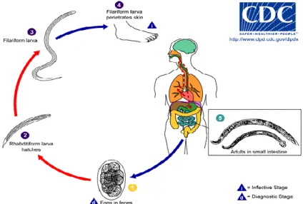 Gambar 3.2 Daur hidup cacing tambang (hookworm) (CDC, 2014) 