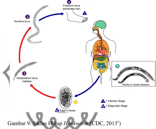 Gambar 9. Siklus Hidup Hookworm 
