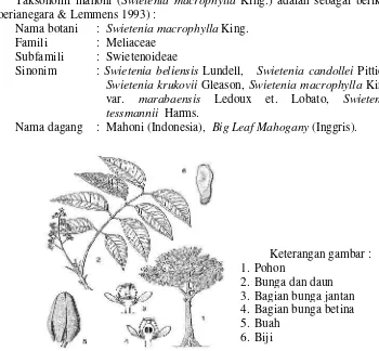 Gambar 1  Profil mahoni (sumber: Soerianegara & Lemmens 1993)