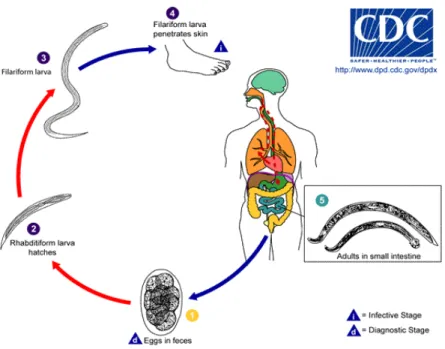 Gambar 2.9 Daur Hidup Hookworm b. Patologi dan Gejala Klinis 