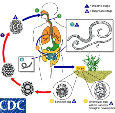 Gambar 2. Daur Hidup Ascaris lumbricoides (CDC, 2013a) 