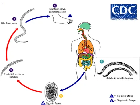Gambar 4. Daur hidup cacing tambang (hookworm) (CDC, 2013b) 