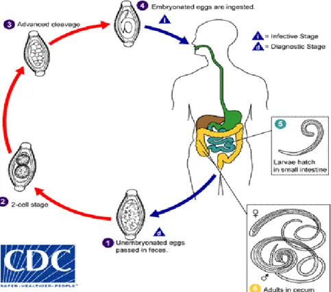 Gambar 6. Daur hidup Trichuris trichuria (CDC, 2013c) 