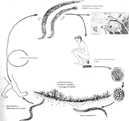 Gambar 2.3.4 Siklus Hidup cacing tambang  (Srisasi Gandahusada, Ilahude, Wita Pribadi, 2006)   e