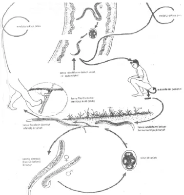 Gambar 2.4.2 Siklus Hidup Cacing Strongyloides stercoralis               (Srisasi Gandahusada, Ilahude, Wita Pribadi, 2006 )  e