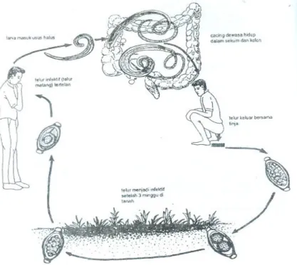 Gambar 2.2.3 Siklus Hidup Trichuris trichuira  (Srisasi Gandahusada, Ilahude, Wita Pribadi, 2006) 