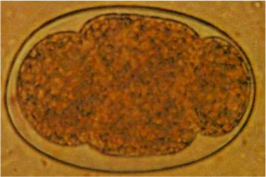 Gambar 4 : telur cacing S. stercoralis  (Juni Prianto L.A., 2003)  2.  Siklus Hidup                                         
