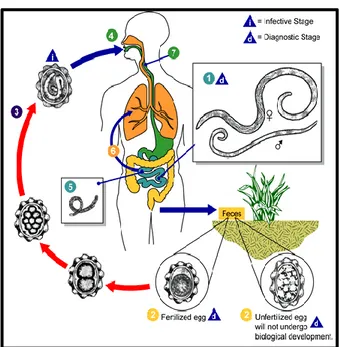 Gambar .6 Siklus Hidup Cacing Gelang (Ascaris lumbricoides) (Anonim, 2008) 