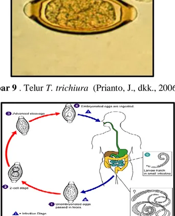 Gambar 10. Siklus Hidup Cacing Cambuk (Trichuris trichiura) (Anonim, 2008) 