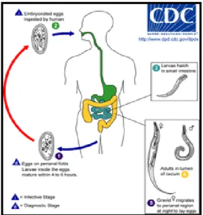 Gambar 12. Siklus Hidup Enterobius vermicularis (Anonim, 2008) 