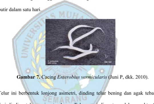 Gambar 7. Cacing Enterobius vermicularis (Juni P, dkk. 2010).  
