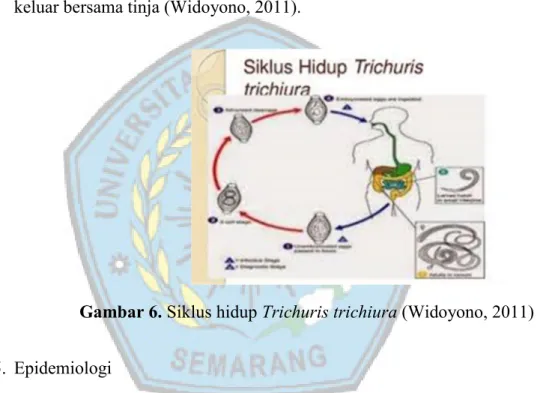 Gambar 6. Siklus hidup Trichuris trichiura (Widoyono, 2011) 
