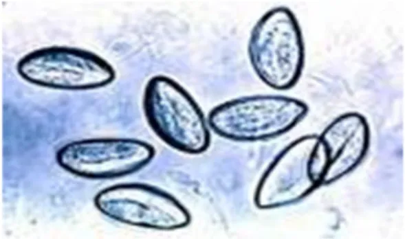 Gambar 2 : bentuk telur cacing kremi (Jefri dan Leach, 1993) 4. Siklus Hidup Cacing Enterobius vermicularis