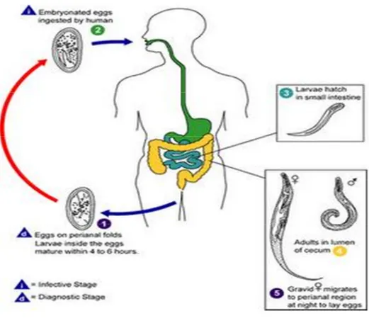 Gambar 3 : Siklus hidup cacing kremi (www.cdc.gov. 2011 )