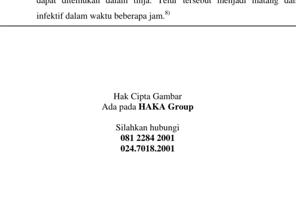 Gambar 2.5. Daur hidup Cacing Kremi 