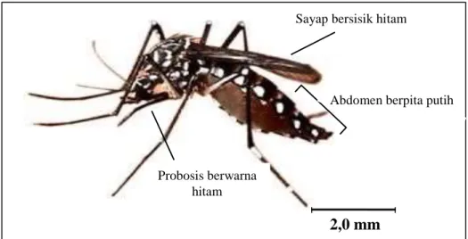 Gambar 2.1: Nyamuk Aedes aegypti  (Sumber : Cecep Dani Sucipto, 2011)  2.1.2.4 Siklus Hidup Aedes aegypti 