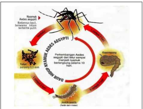 Gambar 2.2: Siklus Hidup Nyamuk Aedes aegypti  (Sumber : Sang Gede Purnama, 2010)  2.1.2.4.1  Stadium Telur 