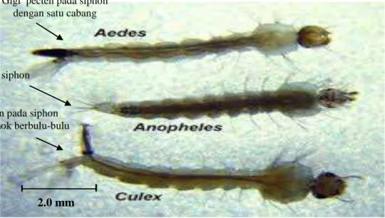 Gambar 2.5: Perbedaan Jentik Aedes, Anopheles dan Culex  (Sumber : Rueda, 2004) 