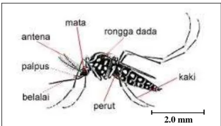Gambar 2.8: Nyamuk Dewasa Aedes aegypti  (Sumber : Erik Tapan, 2004) 