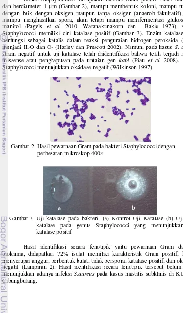 Gambar 2  Hasil pewarnaan Gram pada bakteri Staphylococci dengan 