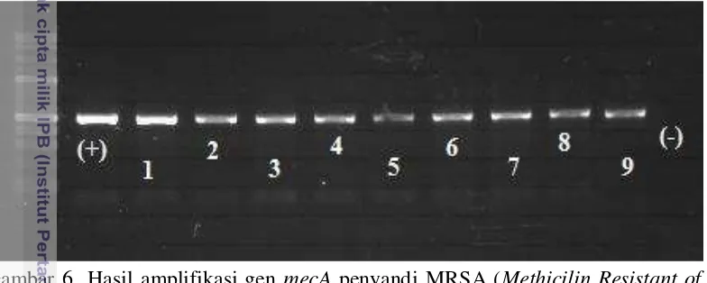 Gambar 6  Hasil amplifikasi gen mecA penyandi MRSA (Methicilin Resistant of 