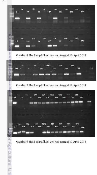 Gambar 4 Hasil amplifikasi gen nuc tanggal 10 April 2014 